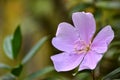 ManacÃÂ¡-da-serra Ã¢â¬â Tibouchina mutabilis Royalty Free Stock Photo